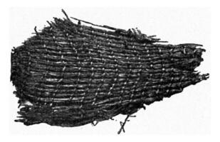 Woven grass cleaved from a stony construction on stilts, vintage engraving. photo