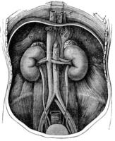 Both kidneys, vintage engraving. photo
