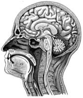 Longitudinal section of the human head, vintage engraving. photo