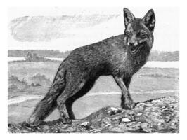 el zorro, del perro vulpes, Clásico grabado. foto
