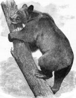 The brown bear, vintage engraving. photo