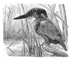 The kingfisher, vintage engraving. photo