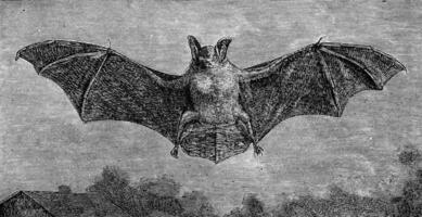 The bat, Vespertilio murinus, vintage engraving. photo