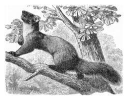 The pine marten, vintage engraving. photo