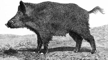 The boar, Sus scrofa, vintage engraving. photo