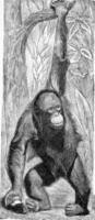 The Orangutan, vintage engraving. photo