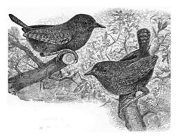 The wren, vintage engraving. photo