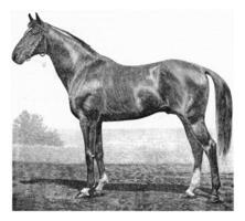 The horse, Equus caballus, vintage engraving. photo