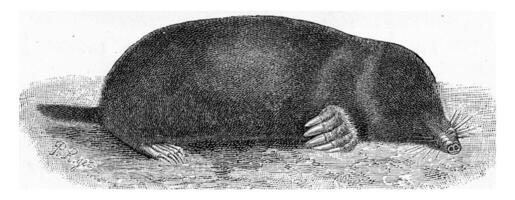 The Mole, Talpa europaea, vintage engraving. photo