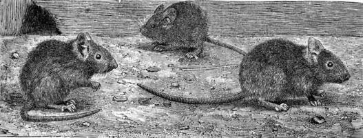 The house mouse, vintage engraving. photo