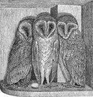 The barn owl, Strix flammea, vintage engraving. photo