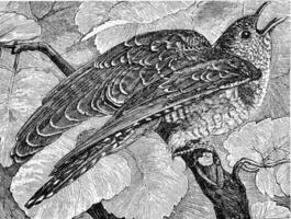 Young cuckoo, vintage engraving. photo