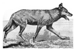 The wolf, vintage engraving. photo