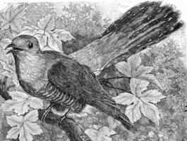 The Cuckoo, Cuculus canorus, vintage engraving. photo