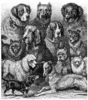 Various dogs, vintage engraving. photo