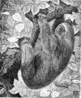 The sloth, vintage engraving. photo