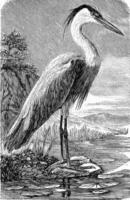 The heron, vintage engraving. photo