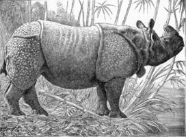 The one-horned rhino, vintage engraving. photo