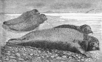 The seal, vintage engraving. photo