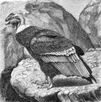 The condor, vintage engraving. photo