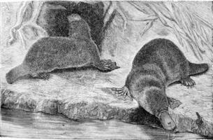 The platypus, vintage engraving. photo