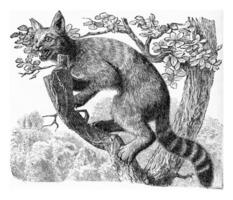 The wildcat, vintage engraving. photo