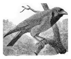 The common crow, vintage engraving. photo