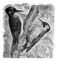 The green woodpecker, vintage engraving. photo