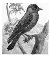 The Jackdaw, Not quite washed out, vintage engraving. photo