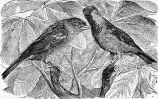 The House Sparrow, vintage engraving. photo