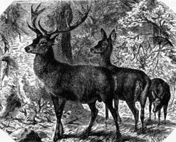 Deer, vintage engraving. photo