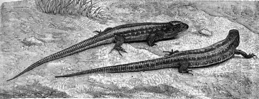 el común lagarto, Clásico grabado. foto