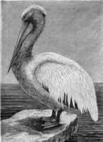 The pelican, vintage engraving. photo