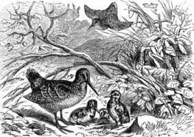 A family of woodcock, vintage engraving. photo