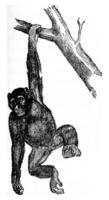 Troglodyte chimpanzee or robust chimpanzee, vintage engraving. photo