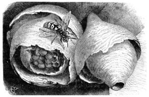Wasp paper wasp and its nest, vintage engraving. photo