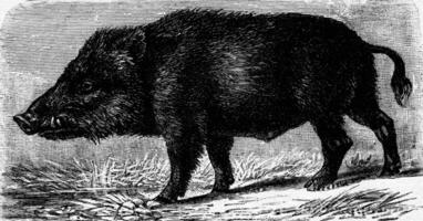 Boar, vintage engraving. photo