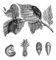 escarabajo y su metamorfosis, Clásico grabado. foto