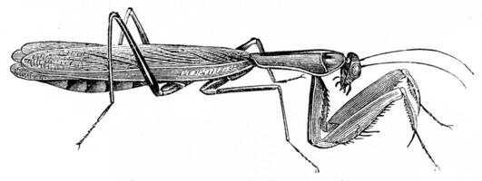 Praying mantis, vintage engraving. photo