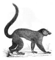 Lemur, vintage engraving photo