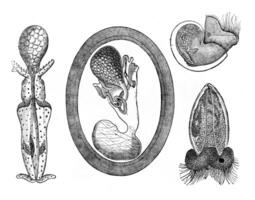 Development of Molluscs, vintage engraving. photo