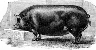 Pig, vintage engraving. photo