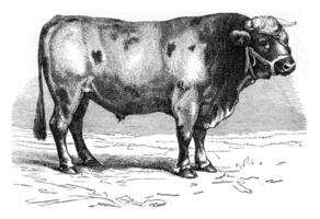 carne de vaca garonesa, Clásico grabado. foto