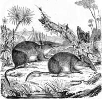 Greater bilby, vintage engraving. photo