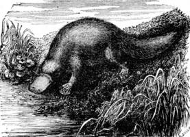 Platypus or Duck-billed platypus, vintage engraving. photo