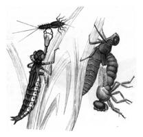 metamorfosis de libélulas, Clásico grabado. foto