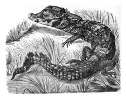 Caiman, vintage engraving photo