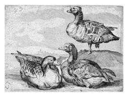 Three geese vintage sketch photo