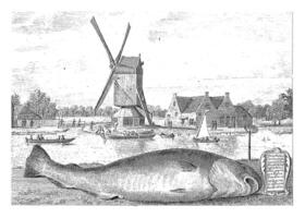 Cod caught in 't Spaarne photo