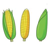hand drawn corn collection vector